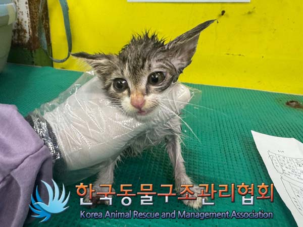 종료(자연사) 한국…